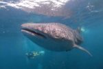 dicing with a whale shark in Oman