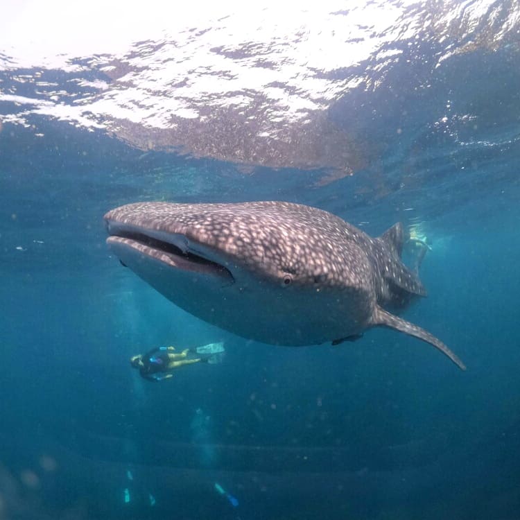 dicing with a whale shark in Oman